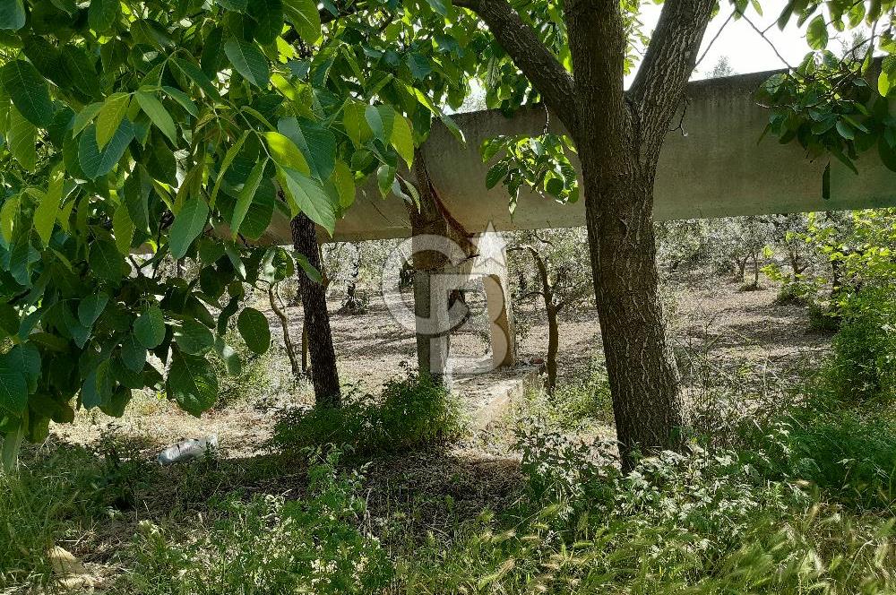 ORHANGAZİ KERAMET SATILIK 1445M2 BAKIMLI ZEYTİNLİK!.