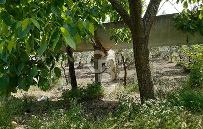 ORHANGAZİ KERAMET SATILIK 1445M2 BAKIMLI ZEYTİNLİK!.