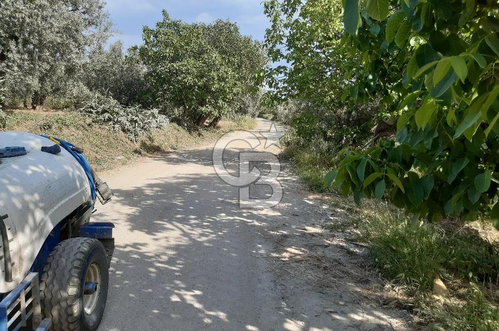ORHANGAZİ KERAMET SATILIK 1445M2 BAKIMLI ZEYTİNLİK!.