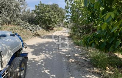 ORHANGAZİ KERAMET SATILIK 1445M2 BAKIMLI ZEYTİNLİK!.