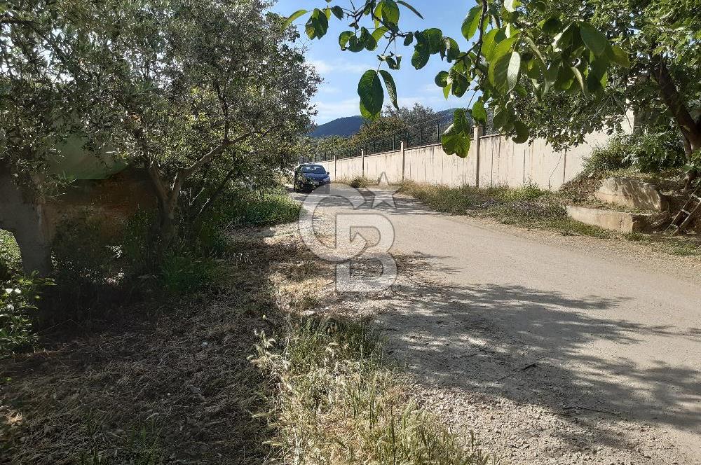 ORHANGAZİ KERAMET SATILIK 1445M2 BAKIMLI ZEYTİNLİK!.