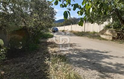 ORHANGAZİ KERAMET SATILIK 1445M2 BAKIMLI ZEYTİNLİK!.