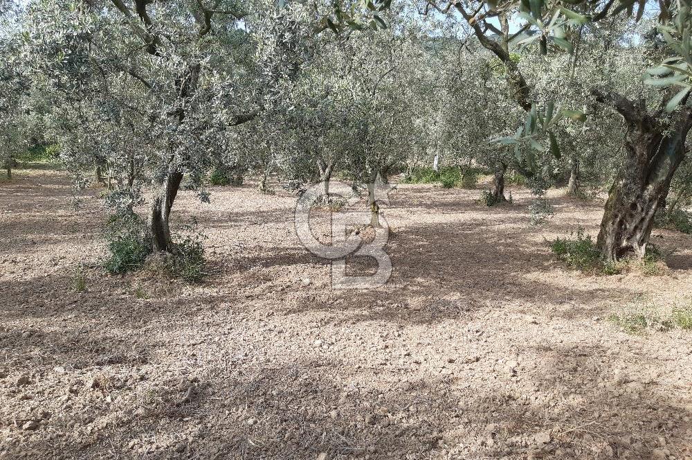 ORHANGAZİ KERAMET SATILIK 1445M2 BAKIMLI ZEYTİNLİK!.