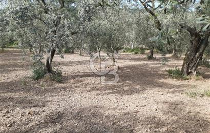 ORHANGAZİ KERAMET SATILIK 1445M2 BAKIMLI ZEYTİNLİK!.