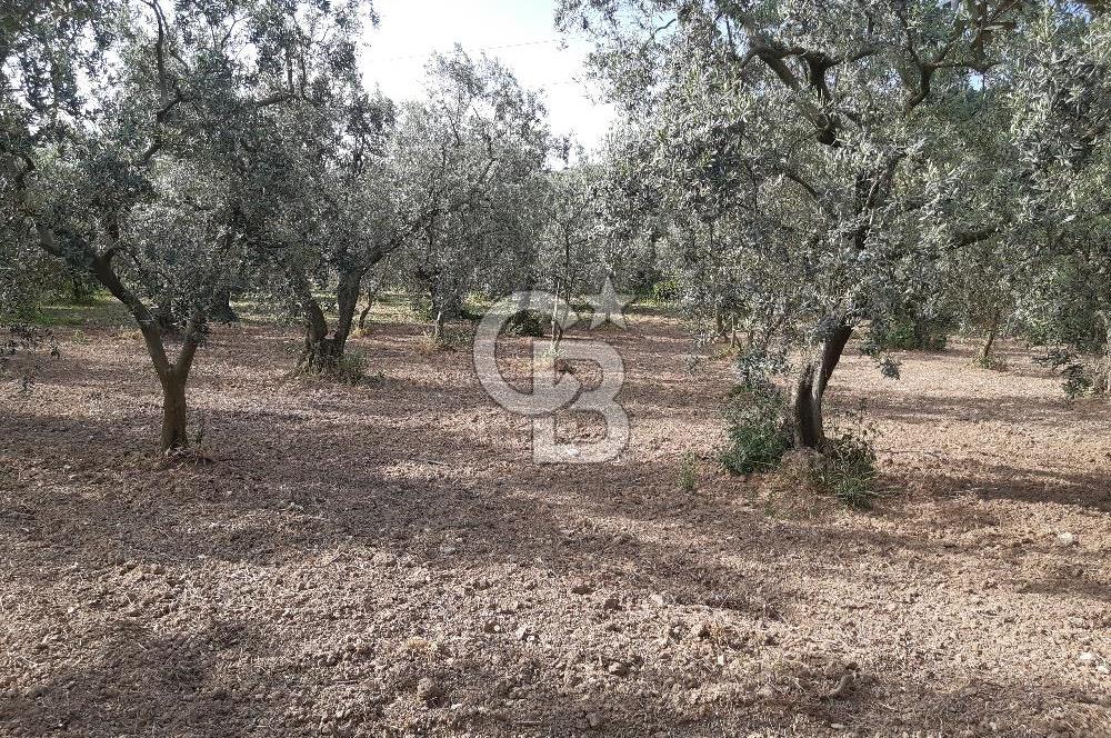 ORHANGAZİ KERAMET SATILIK 1445M2 BAKIMLI ZEYTİNLİK!.