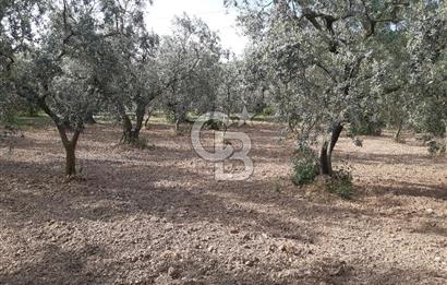 ORHANGAZİ KERAMET SATILIK 1445M2 BAKIMLI ZEYTİNLİK!.