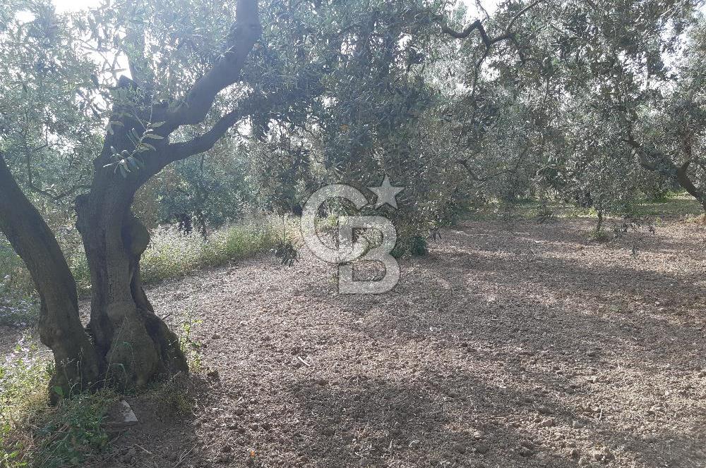 ORHANGAZİ KERAMET SATILIK 1445M2 BAKIMLI ZEYTİNLİK!.