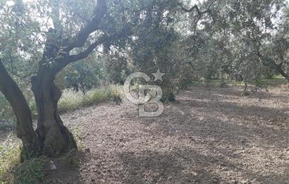 ORHANGAZİ KERAMET SATILIK 1445M2 BAKIMLI ZEYTİNLİK!.