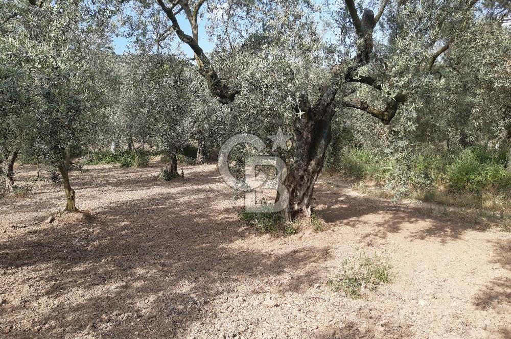ORHANGAZİ KERAMET SATILIK 1445M2 BAKIMLI ZEYTİNLİK!.