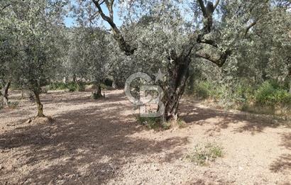 ORHANGAZİ KERAMET SATILIK 1445M2 BAKIMLI ZEYTİNLİK!.