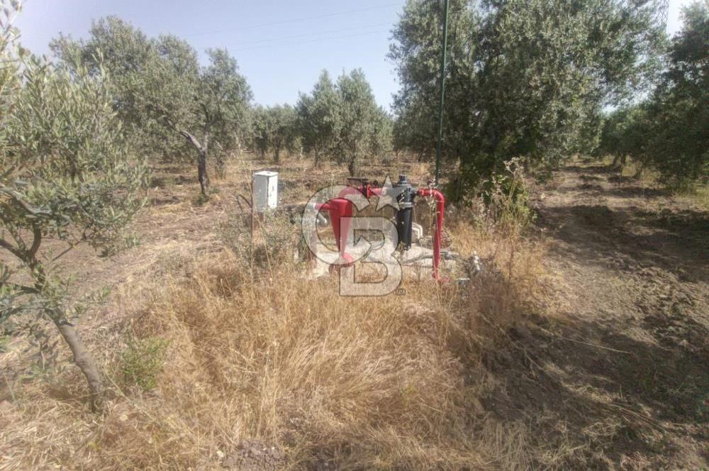 AKHİSAR KAPAKLIDA YÜKSEK VERİMLİ 41250 M2 ZEYTİNLİK
