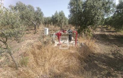 AKHİSAR KAPAKLIDA YÜKSEK VERİMLİ 41250 M2 ZEYTİNLİK