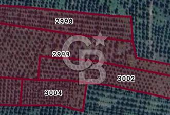 AKHİSAR KAPAKLIDA YÜKSEK VERİMLİ 41250 M2 ZEYTİNLİK