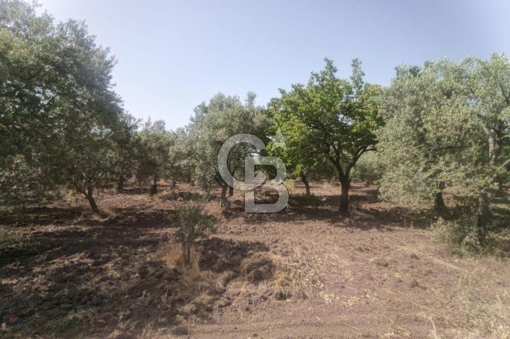 AKHİSAR KAPAKLIDA YÜKSEK VERİMLİ 41250 M2 ZEYTİNLİK