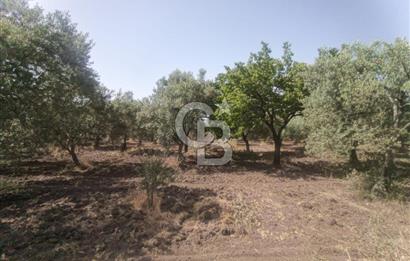 AKHİSAR KAPAKLIDA YÜKSEK VERİMLİ 41250 M2 ZEYTİNLİK