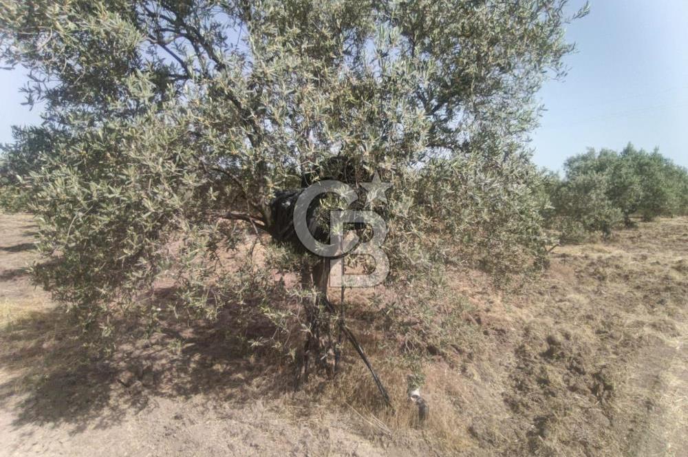 AKHİSAR KAPAKLIDA YÜKSEK VERİMLİ 41250 M2 ZEYTİNLİK