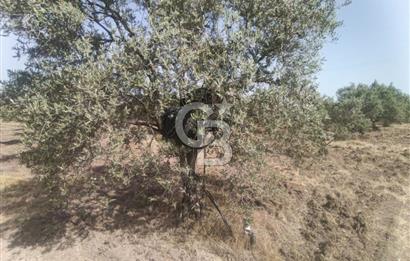 AKHİSAR KAPAKLIDA YÜKSEK VERİMLİ 41250 M2 ZEYTİNLİK