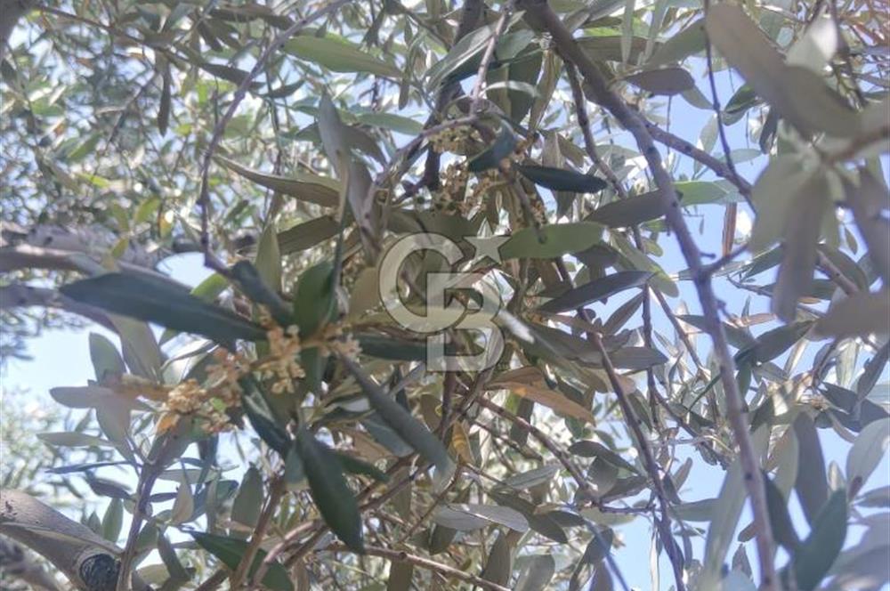 AKHİSAR KAPAKLIDA YÜKSEK VERİMLİ 41250 M2 ZEYTİNLİK