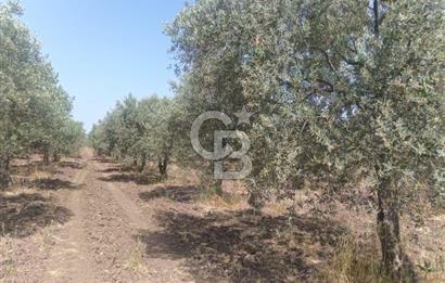 AKHİSAR KAPAKLIDA YÜKSEK VERİMLİ 41250 M2 ZEYTİNLİK