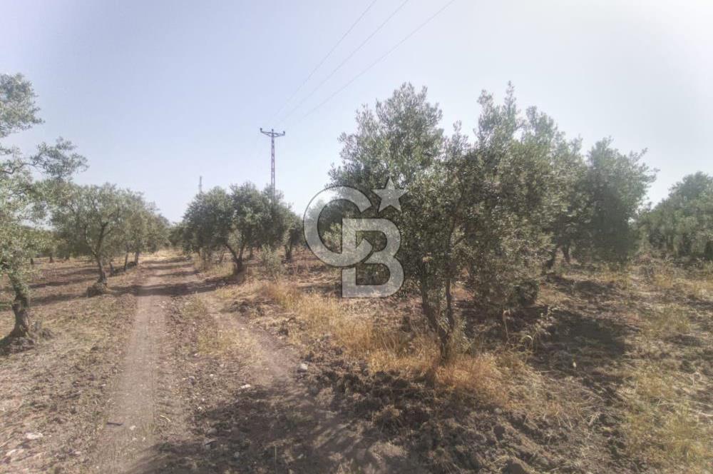 AKHİSAR KAPAKLIDA YÜKSEK VERİMLİ 41250 M2 ZEYTİNLİK