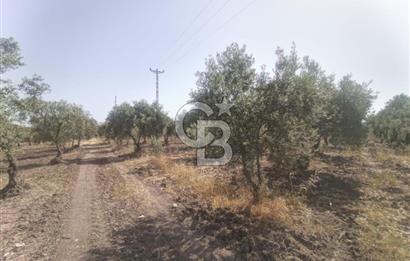 AKHİSAR KAPAKLIDA YÜKSEK VERİMLİ 41250 M2 ZEYTİNLİK