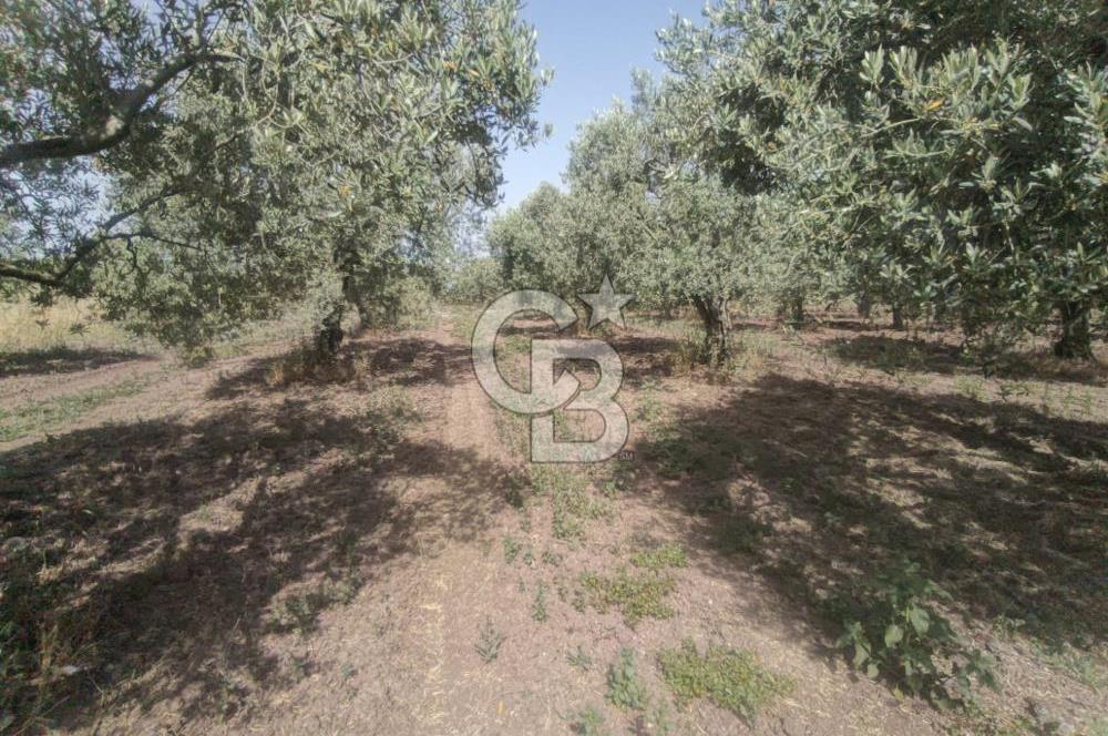 AKHİSAR KAPAKLIDA YÜKSEK VERİMLİ 41250 M2 ZEYTİNLİK