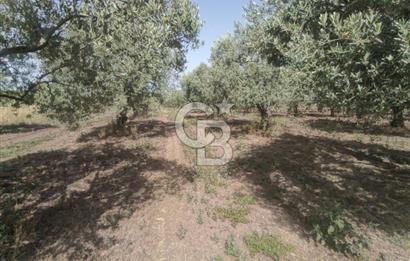 AKHİSAR KAPAKLIDA YÜKSEK VERİMLİ 41250 M2 ZEYTİNLİK