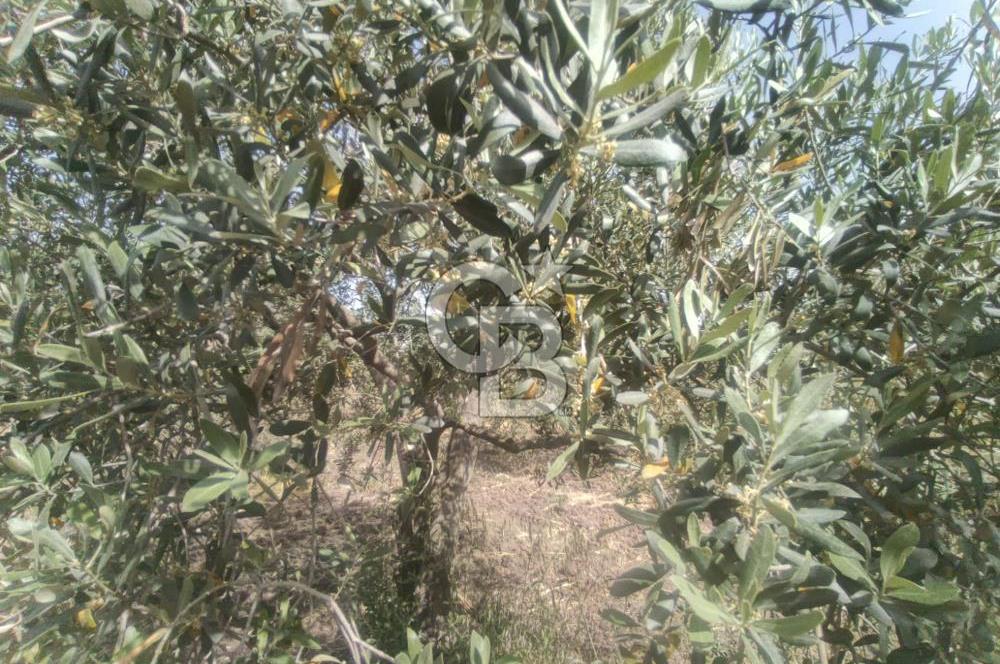AKHİSAR KAPAKLIDA YÜKSEK VERİMLİ 41250 M2 ZEYTİNLİK