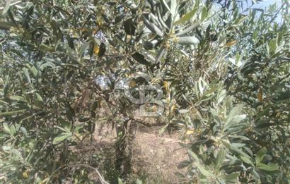 AKHİSAR KAPAKLIDA YÜKSEK VERİMLİ 41250 M2 ZEYTİNLİK