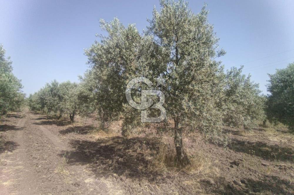 AKHİSAR KAPAKLIDA YÜKSEK VERİMLİ 41250 M2 ZEYTİNLİK