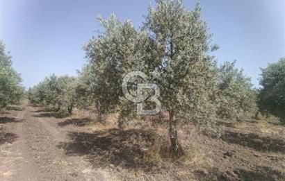 AKHİSAR KAPAKLIDA YÜKSEK VERİMLİ 41250 M2 ZEYTİNLİK