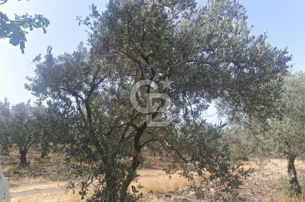 AKHİSAR KAPAKLIDA YÜKSEK VERİMLİ 41250 M2 ZEYTİNLİK