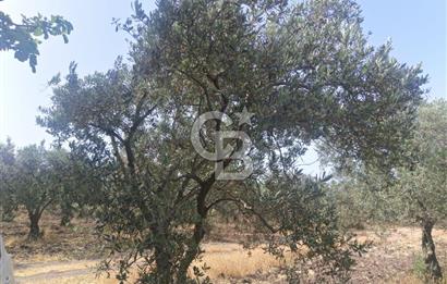 AKHİSAR KAPAKLIDA YÜKSEK VERİMLİ 41250 M2 ZEYTİNLİK