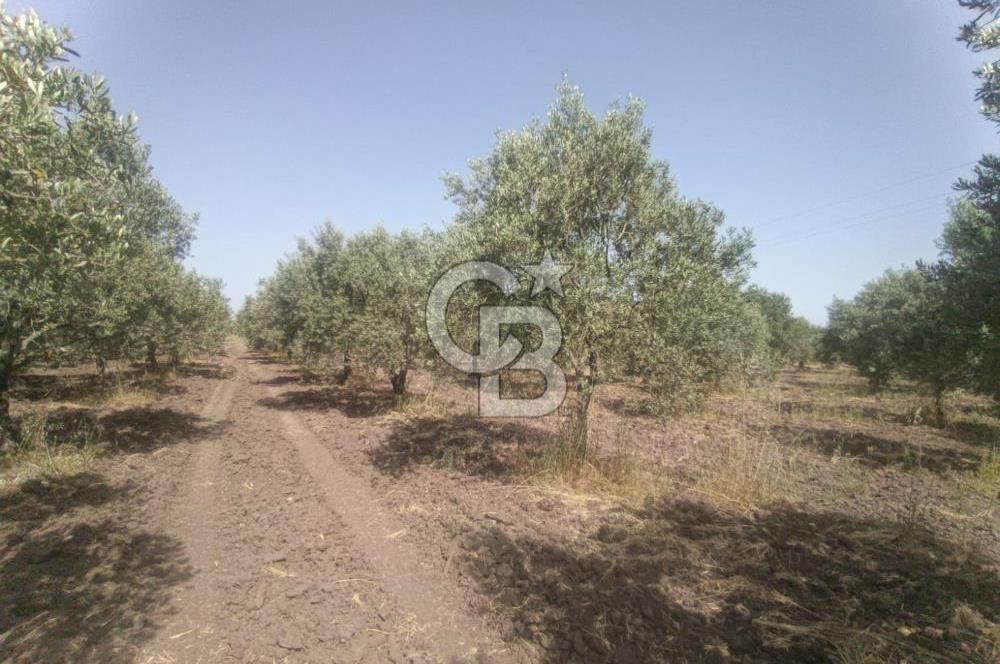 AKHİSAR KAPAKLIDA YÜKSEK VERİMLİ 41250 M2 ZEYTİNLİK