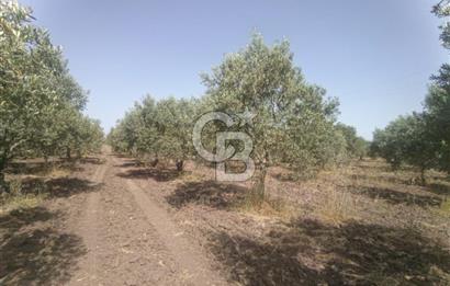AKHİSAR KAPAKLIDA YÜKSEK VERİMLİ 41250 M2 ZEYTİNLİK