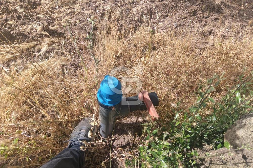 AKHİSAR KAPAKLIDA YÜKSEK VERİMLİ 41250 M2 ZEYTİNLİK
