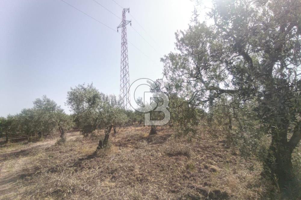 AKHİSAR KAPAKLIDA YÜKSEK VERİMLİ 41250 M2 ZEYTİNLİK