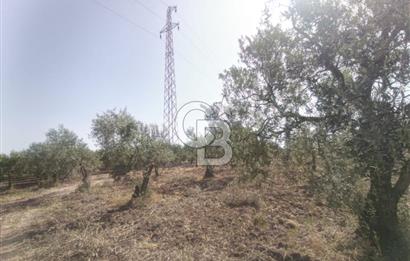 AKHİSAR KAPAKLIDA YÜKSEK VERİMLİ 41250 M2 ZEYTİNLİK