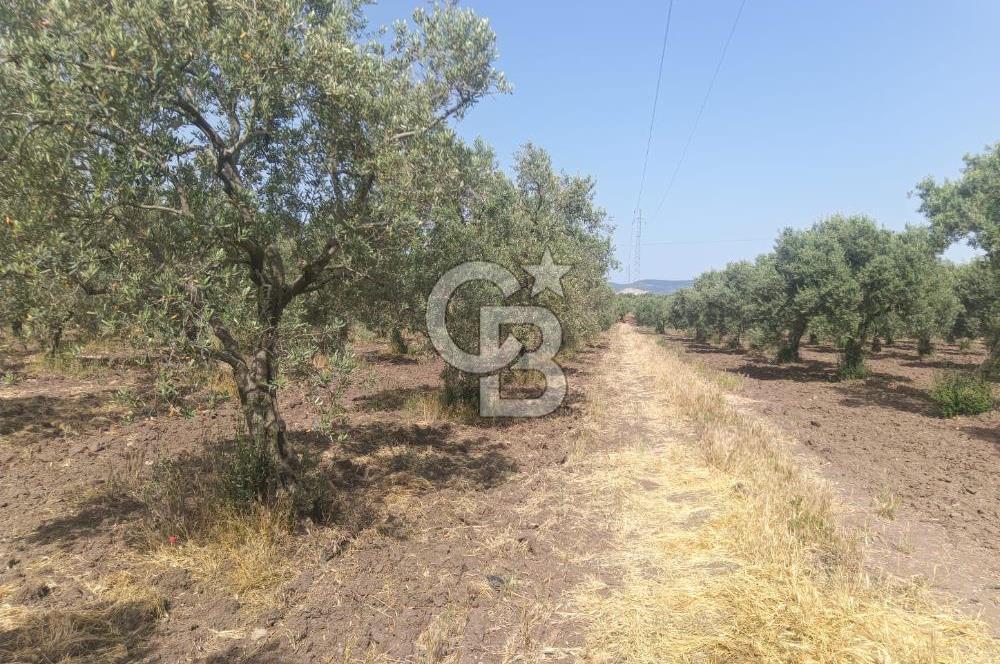 AKHİSAR KAPAKLIDA YÜKSEK VERİMLİ 41250 M2 ZEYTİNLİK