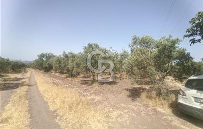 AKHİSAR KAPAKLIDA YÜKSEK VERİMLİ 41250 M2 ZEYTİNLİK