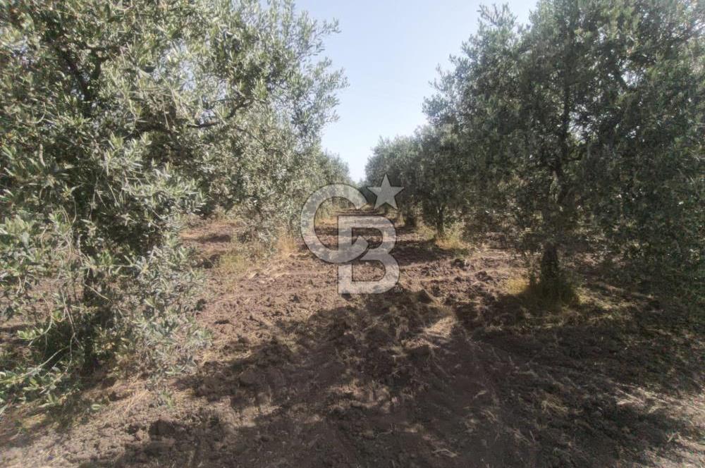 AKHİSAR KAPAKLIDA YÜKSEK VERİMLİ 41250 M2 ZEYTİNLİK