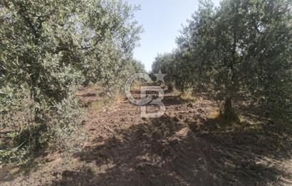 AKHİSAR KAPAKLIDA YÜKSEK VERİMLİ 41250 M2 ZEYTİNLİK