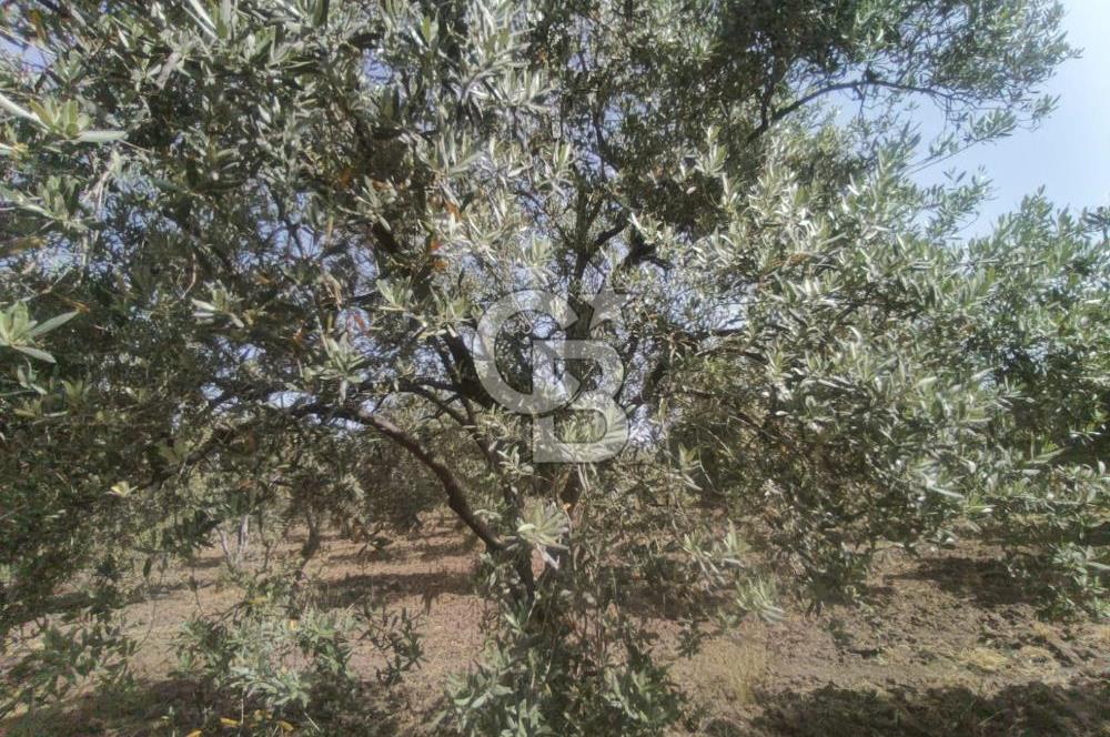 AKHİSAR KAPAKLIDA YÜKSEK VERİMLİ 41250 M2 ZEYTİNLİK
