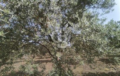 AKHİSAR KAPAKLIDA YÜKSEK VERİMLİ 41250 M2 ZEYTİNLİK