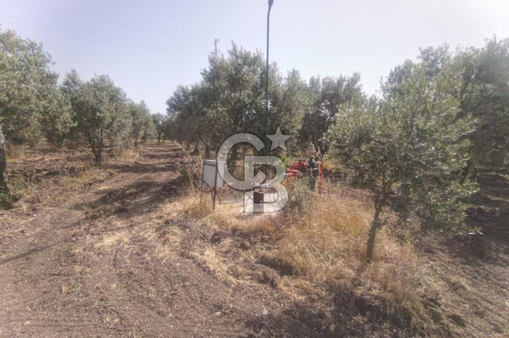 AKHİSAR KAPAKLIDA YÜKSEK VERİMLİ 41250 M2 ZEYTİNLİK