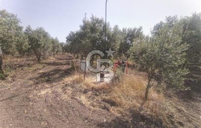 AKHİSAR KAPAKLIDA YÜKSEK VERİMLİ 41250 M2 ZEYTİNLİK