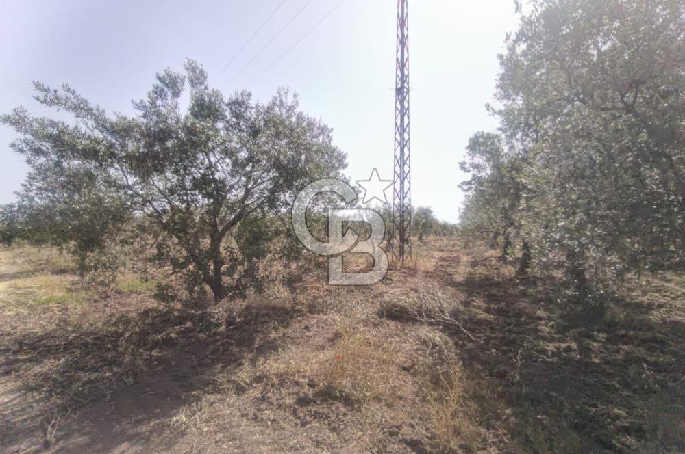 AKHİSAR KAPAKLIDA YÜKSEK VERİMLİ 41250 M2 ZEYTİNLİK