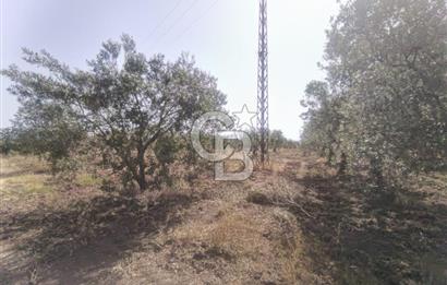 AKHİSAR KAPAKLIDA YÜKSEK VERİMLİ 41250 M2 ZEYTİNLİK