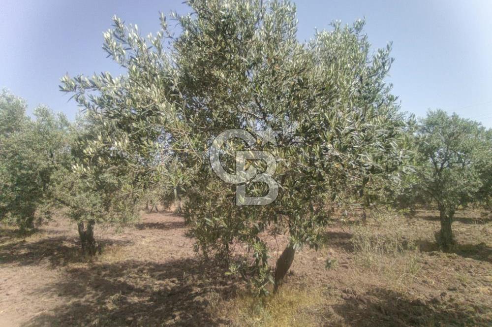 AKHİSAR KAPAKLIDA YÜKSEK VERİMLİ 41250 M2 ZEYTİNLİK