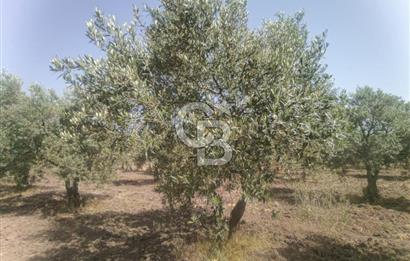 AKHİSAR KAPAKLIDA YÜKSEK VERİMLİ 41250 M2 ZEYTİNLİK